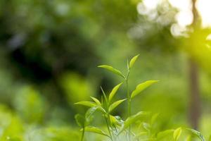 tè le foglie nel fresco giardino. foto