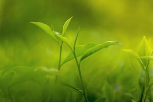 tè le foglie nel fresco giardino. foto