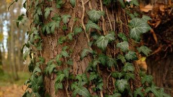 albero abbaiare modello, Marrone naturale sfondo. di legno strutturato sfondo di albero tronco. verde edera le foglie su albero tronco nel autunno foresta. strutturato sfondo di le foglie. selettivo messa a fuoco. foto