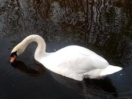 il cigno canzone foto