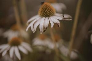 estate fiore nel il giardino su un' beige sfondo foto