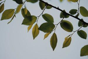 foglie di albero verde nella stagione primaverile foto