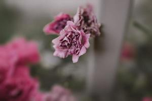 delicato rosa rosa contro un' sfondo di verde le foglie nel un' estate giardino foto