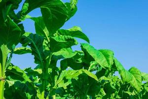 foglie di tabacco contro un cielo blu foto