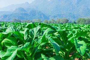 campo di tabacco con sfondo di montagna foto