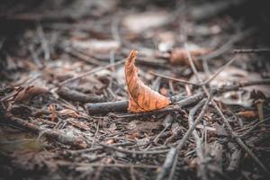 Marrone autunno foglia dire bugie su il terra nel il foresta foto