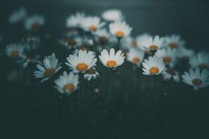 bianca margherite su un' verde sfondo nel il giardino su un' estate giorno foto