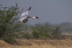 Sarus gru o antigone antigone osservato vicino nalsarovar nel Gujarat, India foto