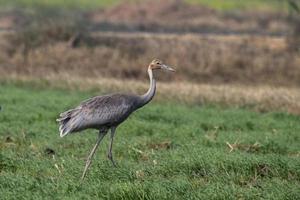 Sarus gru o antigone antigone osservato vicino nalsarovar nel Gujarat, India foto