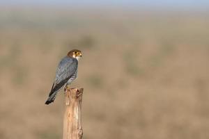 dal collo rosso falco o falco chicquera osservato vicino nalsarovar nel Gujarat, India foto