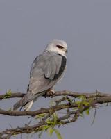 dalle ali nere aquilone o elanus caeruleus osservato vicino nalsarovar nel Gujarat, India foto