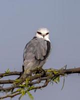 dalle ali nere aquilone o elanus caeruleus osservato vicino nalsarovar nel Gujarat, India foto