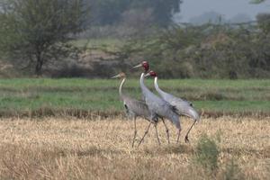 Sarus gru o antigone antigone osservato vicino nalsarovar nel Gujarat, India foto