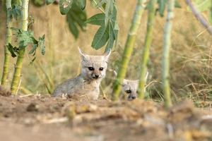 cuccioli di Bengala Volpe o vulpes bengalese osservato vicino nalsarovar nel gujarat foto