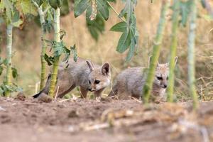 cuccioli di Bengala Volpe o vulpes bengalese osservato vicino nalsarovar nel gujarat foto