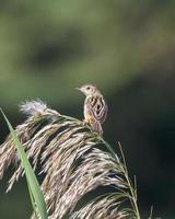 zitting cisticola o cisticola juncidis osservato nel maggiore rann di kutch, India foto