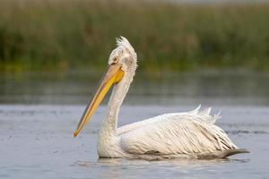 dalmata pellicano o pelecanus croccante, osservato nel nalsarovar nel Gujarat, India foto