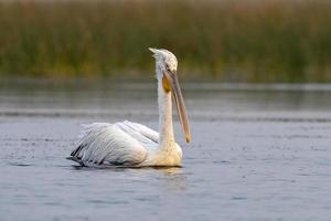 dalmata pellicano o pelecanus croccante, osservato nel nalsarovar nel Gujarat, India foto