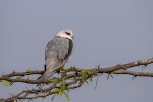 dalle ali nere aquilone o elanus caeruleus osservato vicino nalsarovar nel Gujarat, India foto