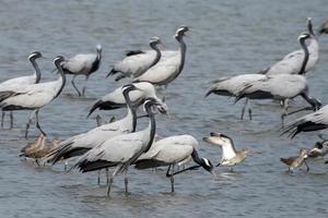 demoiselle gru o grus Vergine osservato vicino nalsarovar nel Gujarat, India foto