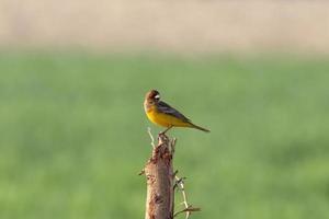 dai capelli rossi pavese o emberiza bruniceps osservato vicino nalsarovar nel gujarat foto