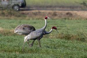 Sarus gru o antigone antigone osservato vicino nalsarovar nel Gujarat, India foto