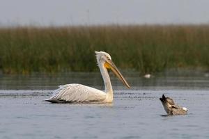 dalmata pellicano o pelecanus croccante, osservato nel nalsarovar nel Gujarat, India foto