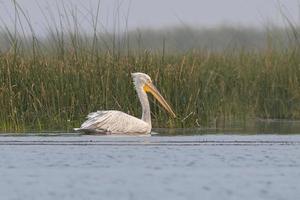 dalmata pellicano o pelecanus croccante, osservato nel nalsarovar nel Gujarat, India foto