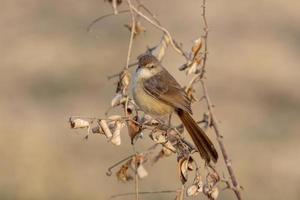 pianura prinia o prinia inornata osservato vicino nalsarovar nel Gujarat, India foto