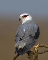 dalle ali nere aquilone o elanus caeruleus osservato vicino nalsarovar nel Gujarat, India foto