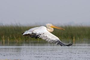 dalmata pellicano o pelecanus croccante, osservato nel nalsarovar nel Gujarat, India foto