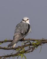 dalle ali nere aquilone o elanus caeruleus osservato vicino nalsarovar nel Gujarat, India foto