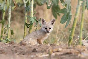 cuccioli di Bengala Volpe o vulpes bengalese osservato vicino nalsarovar nel gujarat foto