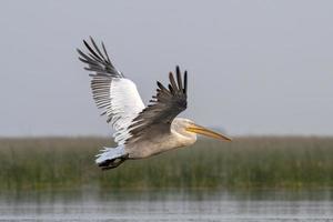 dalmata pellicano o pelecanus croccante, osservato nel nalsarovar nel Gujarat, India foto