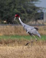 Sarus gru o antigone antigone osservato vicino nalsarovar nel Gujarat, India foto