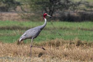 Sarus gru o antigone antigone osservato vicino nalsarovar nel Gujarat, India foto