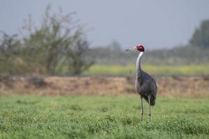 Sarus gru o antigone antigone osservato vicino nalsarovar nel Gujarat, India foto