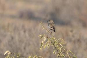 stoliczka's boscaglia o saxicola macrorinco osservato nel maggiore rann di kutch foto