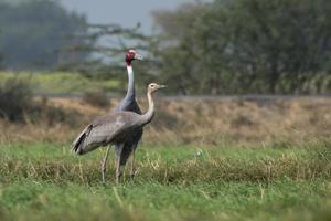 Sarus gru o antigone antigone osservato vicino nalsarovar nel Gujarat, India foto