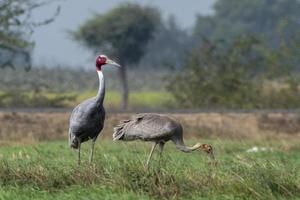 Sarus gru o antigone antigone osservato vicino nalsarovar nel Gujarat, India foto