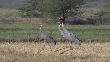 Sarus gru o antigone antigone osservato vicino nalsarovar nel Gujarat, India foto