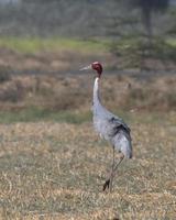 Sarus gru o antigone antigone osservato vicino nalsarovar nel Gujarat, India foto