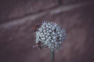 aglio fiore su un' pastello caldo sfondo con un' ape foto