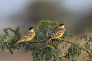 paio di testa nera pavese o emberiza melanocefala osservato vicino nalsarovar foto