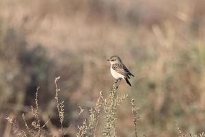 siberiano stonechat o saxicola mauro osservato nel maggiore rann di kutch nel India foto