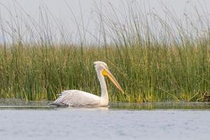 dalmata pellicano o pelecanus croccante, osservato nel nalsarovar nel Gujarat, India foto