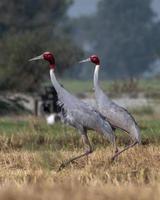 Sarus gru o antigone antigone osservato vicino nalsarovar nel Gujarat, India foto