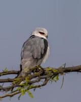 dalle ali nere aquilone o elanus caeruleus osservato vicino nalsarovar nel Gujarat, India foto