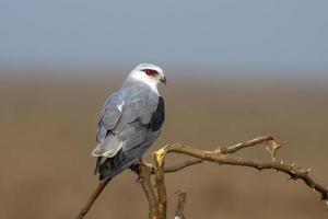 dalle ali nere aquilone o elanus caeruleus osservato vicino nalsarovar nel Gujarat, India foto