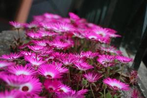 il fiori nel il giardino Guarda molto bellissimo foto